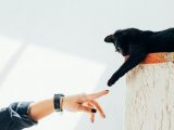 Кому стоит выбрать кремацию животных в Киеве